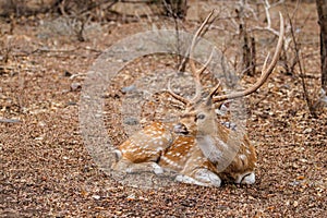 Spotted deer stag in India