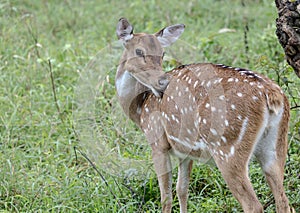 Spotted Deer staring at its visitors at Jungle Jeep Safari