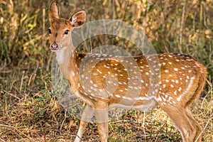 Spotted deer staring at the visitors during jungle safari at the bandipur forest area