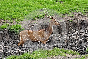 Spotted deer stucked in the mud
