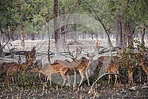 Spotted deer in Sundarbans national park in Bangladesh