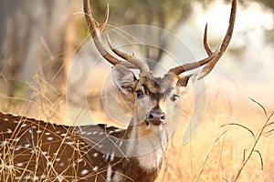 Spotted deer at Tadoba Tiger Reserve