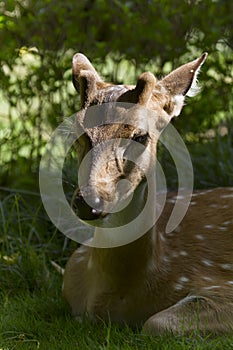 Spotted deer under sunlight, in Bardia, Nepal