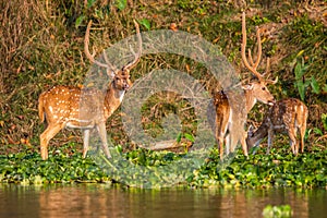 Spotted Deer in the Water