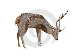 Spotted deer on white background