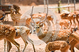 Spotted deer wild animal in the National park - Other names Chital , Cheetal , Axis deer