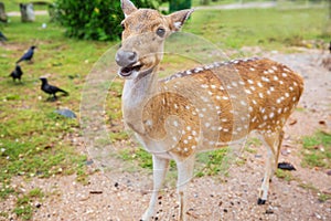 Spotted deer