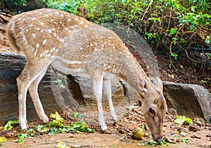 Spotted deer
