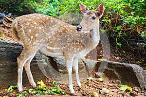 Spotted deer