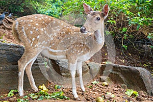 Spotted deer