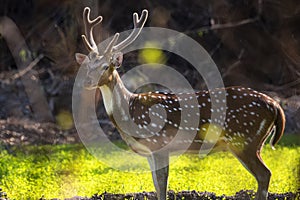 Spotted  deer in  wildlife animal in Pakistan