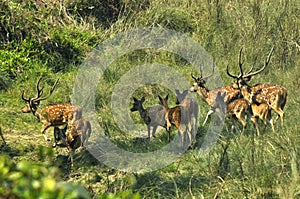 Spotted deer. Wildlife, safari on the border of Nepal and India.