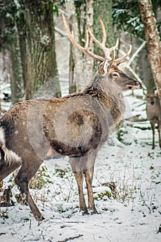 Spotted deer in the winter forest.