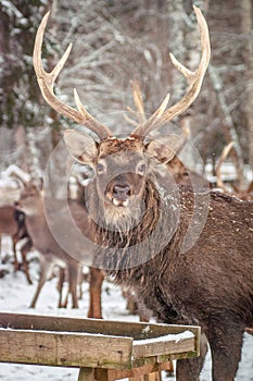 Spotted deer in the winter forest.