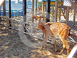 A spotted deer in a zoo