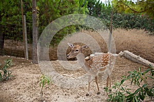 Spotted deer in the zoo. The deer is in the park. Terra Natura.