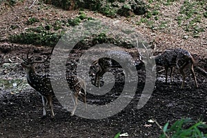 Spotted Deers Fighting