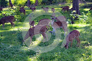 Spotted deers in jungle
