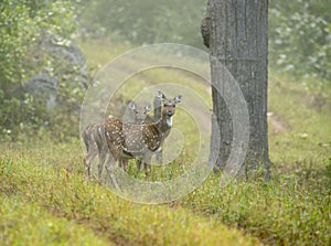 Spotted Deers at Kanha National Park,Madhya Pradesh,India