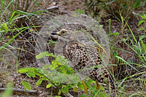 Spotted dikkop bird photo