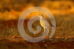 Spotted Dikkop, Burhinus capensis in Namibia, evening light with beautiful bird. Dikkop in the grass, wildlife scene from African photo