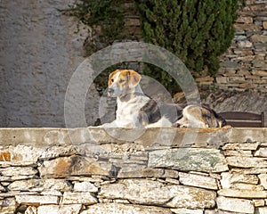 Spotted dog lying on a masonry fence. Makrinitsa