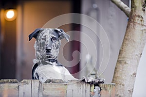 Spotted dog yard is securely guarded his house