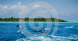 A spotted dolphin family leaping out of the clear blue Maldivian waters