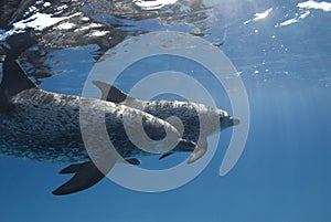 Spotted Dolphin Pair