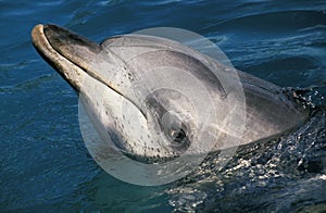 Spotted Dolphin, stenella frontalis, Head of Adult at Surface, Bahamas