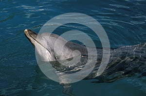 Spotted Dolphin, stenella frontalis, Head of Adult at Surface, Bahamas