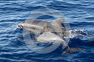 Spotted dolphins a the ocean near madeira