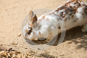 Spotted domestic rabbit close-up on the sand. Easter symbol, farm animal, pet, rabbit