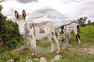 Spotted donkeys photo