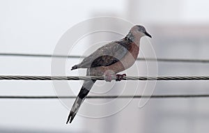 Spotted Dove