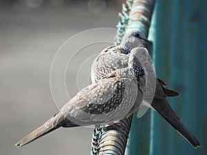 Spotted dove Bird, Chittagong