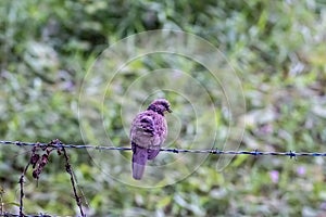 Spotted Dove Bird Perched on Barbed Wire with Green Nature Background