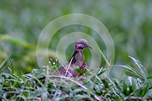 Spotted Dove Bird Perched on Barbed Wire with Green Nature Background