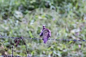 Spotted Dove Bird Perched on Barbed Wire with Green Nature Background