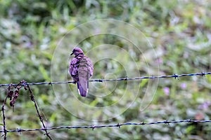 Spotted Dove Bird Perched on Barbed Wire with Green Nature Background