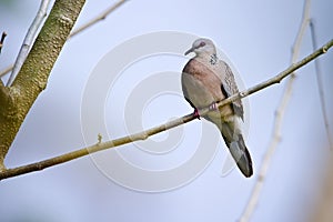 Spotted dove bird specie Streptopelia chinensis, Terai, Nepal photo