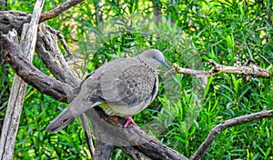 Spotted dove bird in the tree