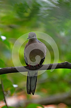 Spotted Dove - captured at Galle Sri Lanka.