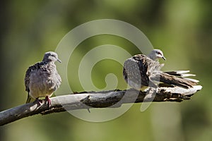 Spotted dove in Ella, Sri Lanka