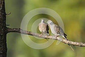 Spotted dove in Ella, Sri Lanka photo