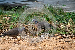 Spotted Dove are on the ground, looking for food.