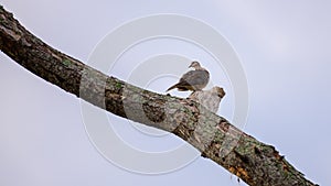 Spotted dove perch up high in the tree branch and looking back