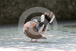 Spotted Dove preen feathers