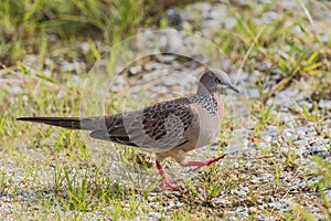 Spotted Dove - Spilopelia chinensis