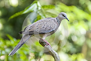 The spotted dove Spilopelia chinensis